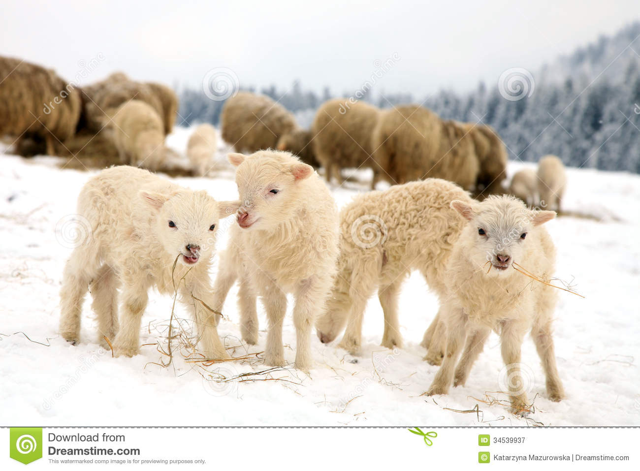 Lambs Royalty Free Stock Photography   Image  34539937