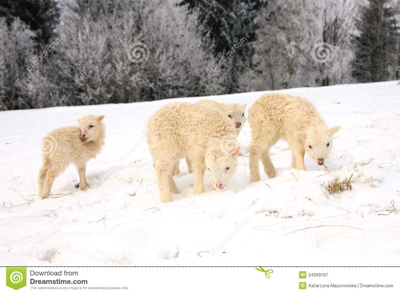 Lambs Royalty Free Stock Photography   Image  34569187