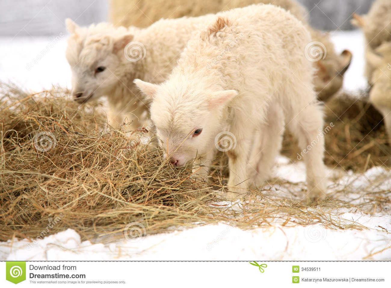 Lambs Stock Image   Image  34539511