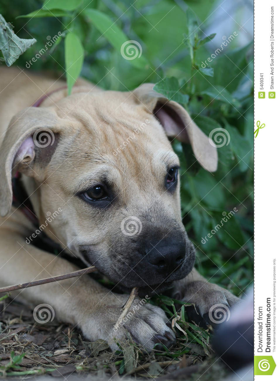 Pit Bull Terrier Puppy Chewing Small Branch Stock Image   Image