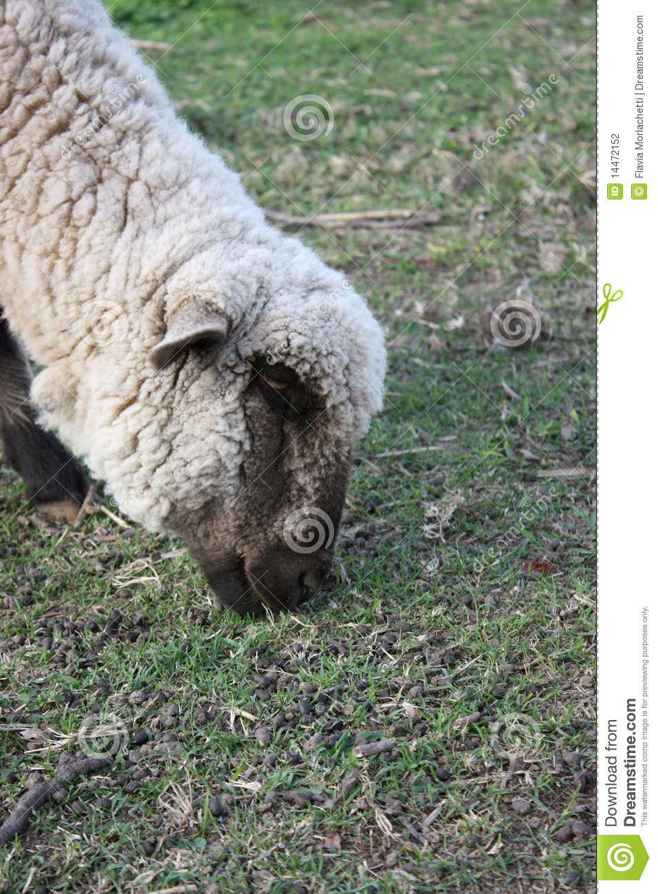 Sheep Eating Stock Photography   Image  14472152