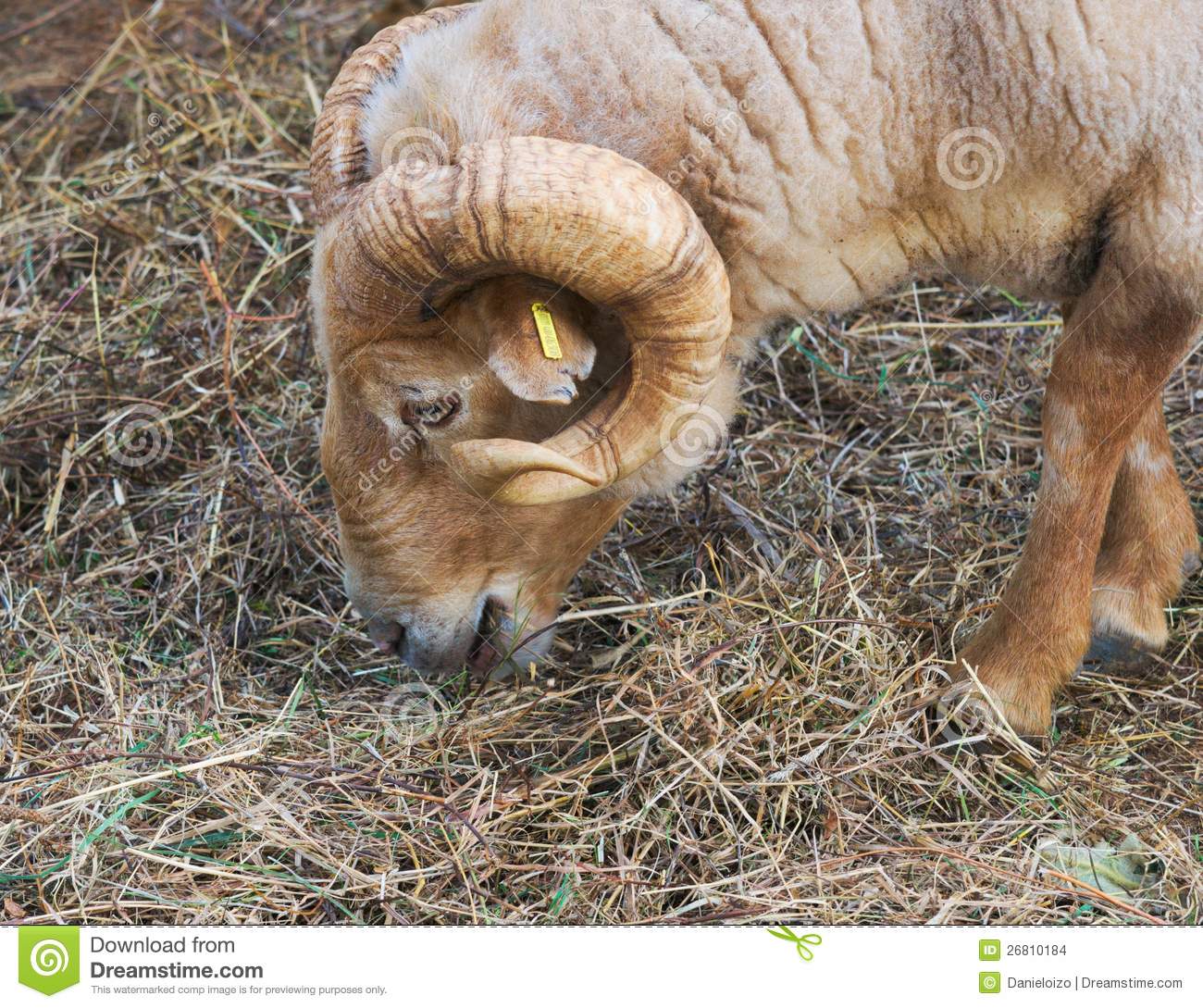 Sheep Head Stock Images   Image  26810184