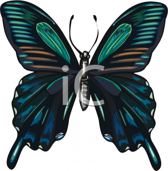 Animated Butterfly Clipart  Winged Utterflyquot  Clipart