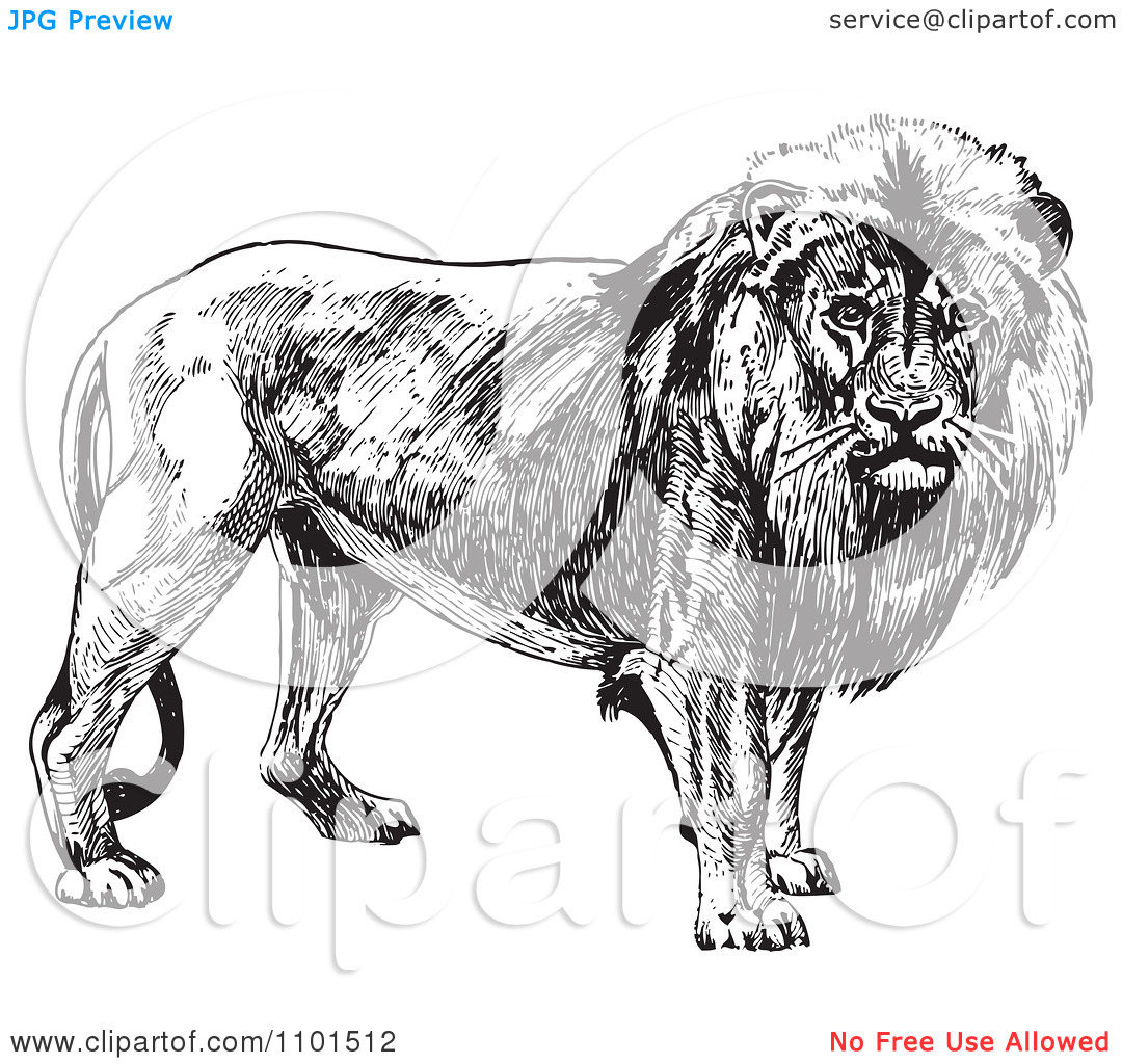 Clipart Retro Black And White Male Lion   Royalty Free Vector