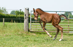 Happy Foal Royalty Free Stock Images