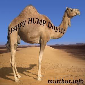Hump Day Graphics Pictures   Images For Myspace Layouts
