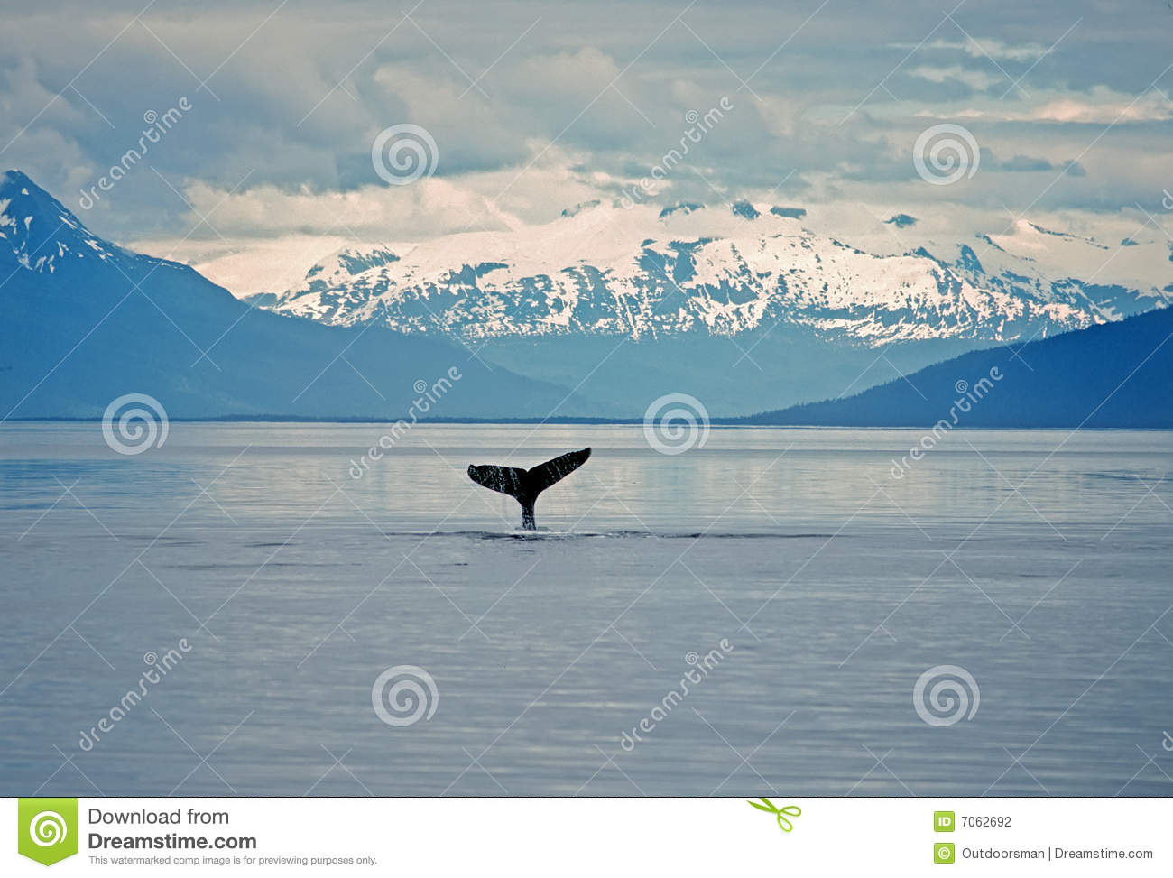 Humpback Whale Tail Stock Photography   Image  7062692