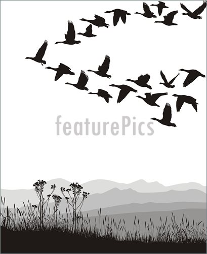 Illustration Of Migrating Geese  Royalty Free Vector Illustration At