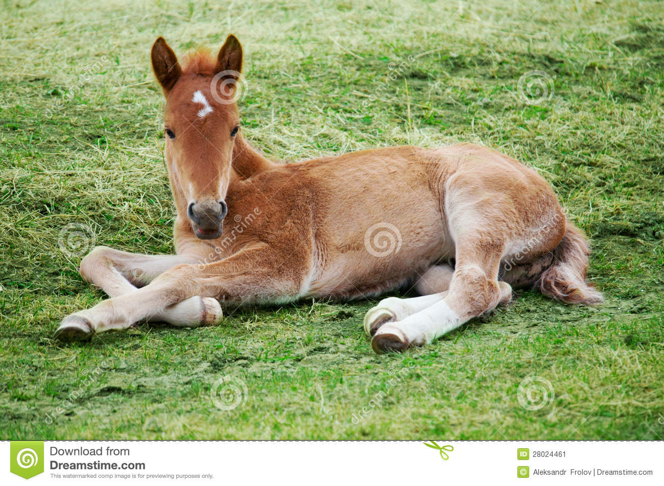 Little Foal Stock Image   Image  28024461