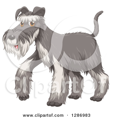 Royalty Free  Rf  Schnauzer Dog Clipart   Illustrations  1