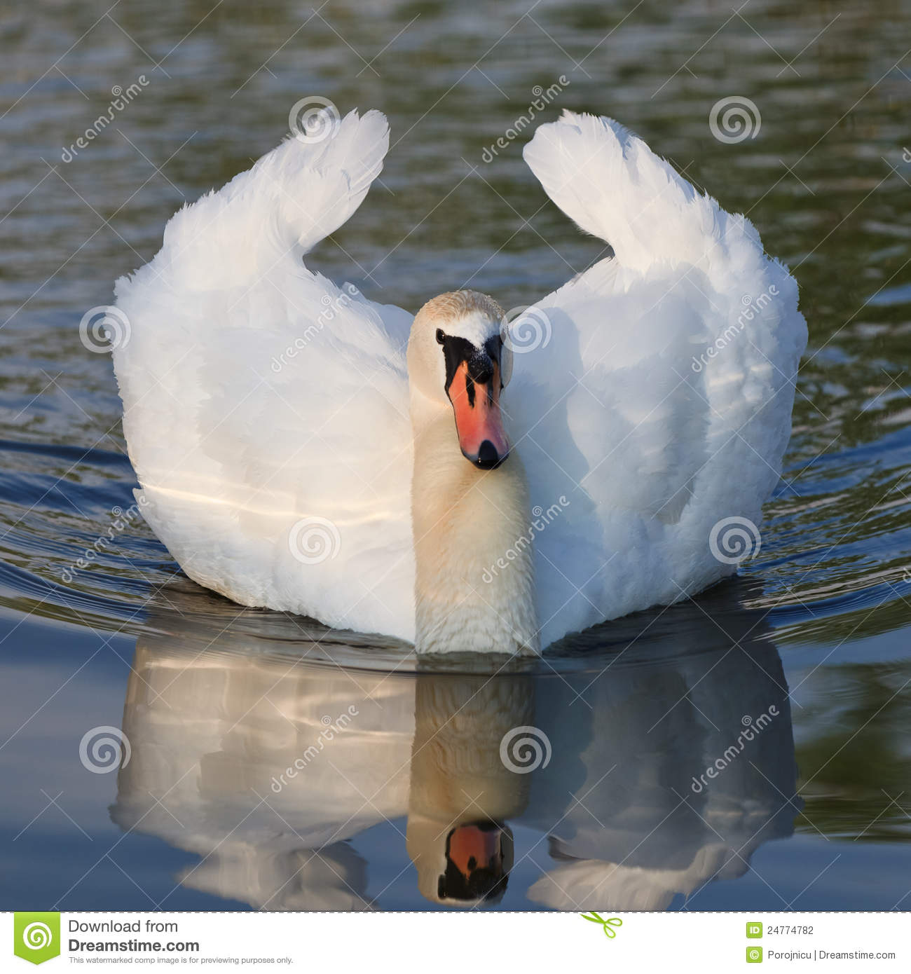 White Swan Stock Photography   Image  24774782