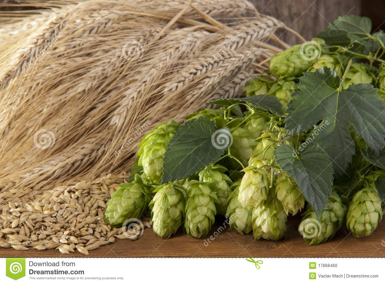 Barley And Hop Cones Stock Photo   Image  17868460