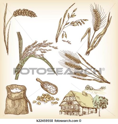 Barley R  Fotosearch   Search Clipart Illustration Posters Drawings