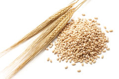 Barley With Grains Royalty Free Stock Photography