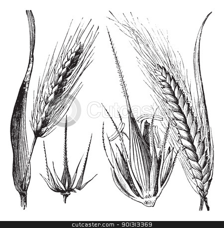 Cutcaster Comcommon Barley Or Hordeum Vulgare Barley Hinge Or Hordeum