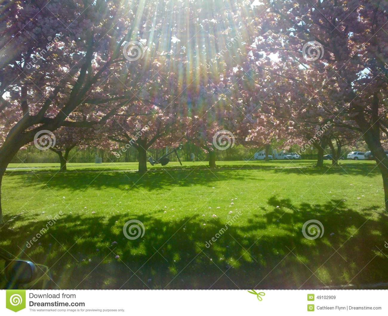 Dogwoods Trees Flowers Pink Green Grass Sun Sunlight Light Glare