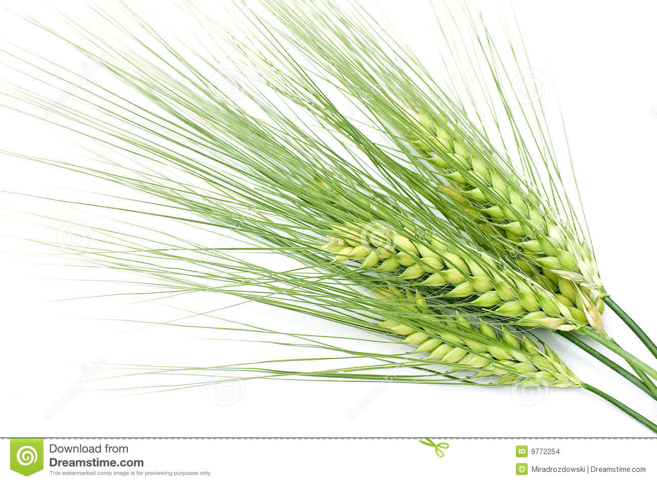 Green Barley Stock Images   Image  9772254