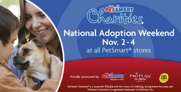 More The At Our Charities Adoption America Contact Here Adoption