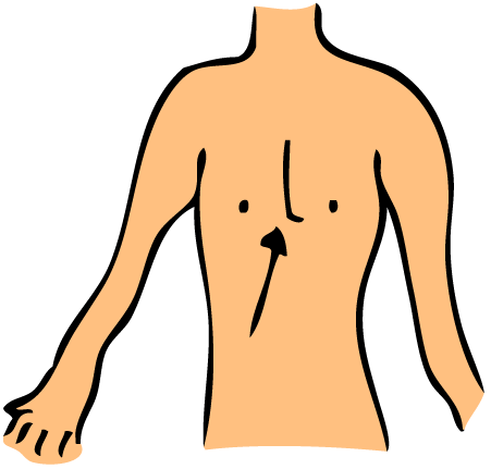Body Chest Clipart Forehead Chest Pigtail Chin