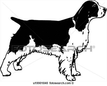 Dog English Springer Spaniel Show Dog View Large Clip Art Graphic