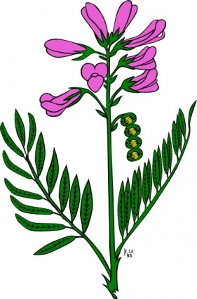 Lavender Flower Clipart