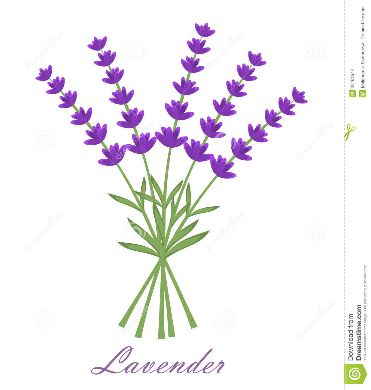 Lavender Flowers Bouquet  Vector Illustration On White