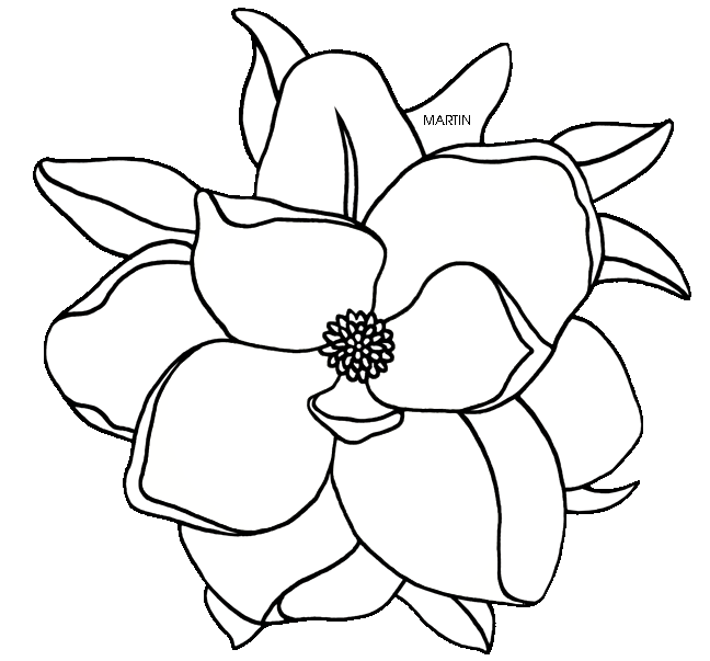 States Clip Art By Phillip Martin Louisiana State Flower   Magnolia