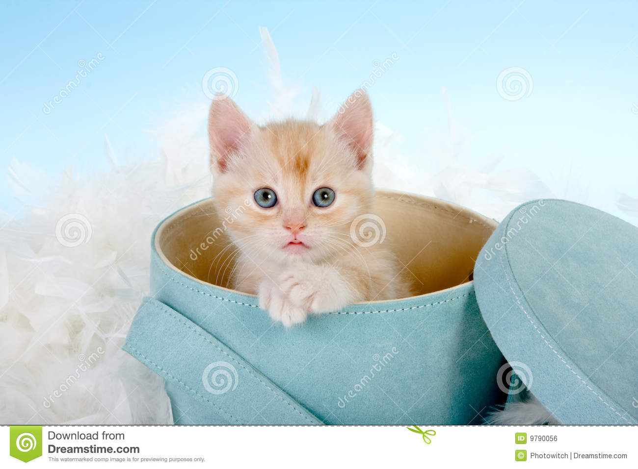 Surprised Look Royalty Free Stock Image   Image  9790056