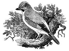 Art   A 19th Century Engraving Animal   Mammal   The Class Aves Bird