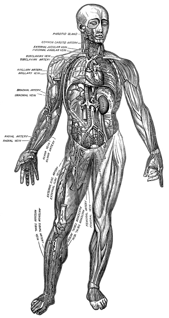 Blood Vessels Clipart Muscles And Blood Vessels