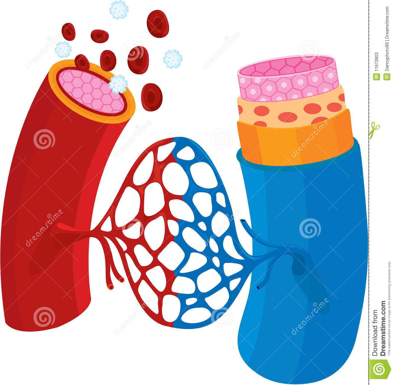 Blood Vessels Stock Photos   Image  11672803