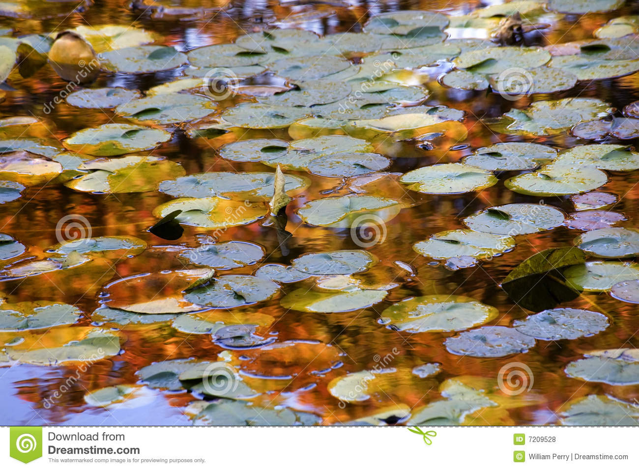 Gold Blue Lily Pads Reflections Van Dusen Gardens Royalty Free Stock    