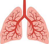 Human Lungs  Bronchial System    Royalty Free Clip Art