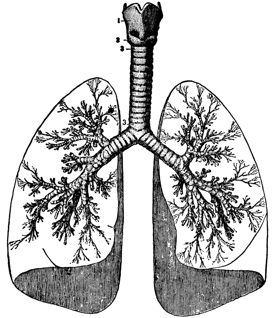 Human Lungs   Clipart Etc
