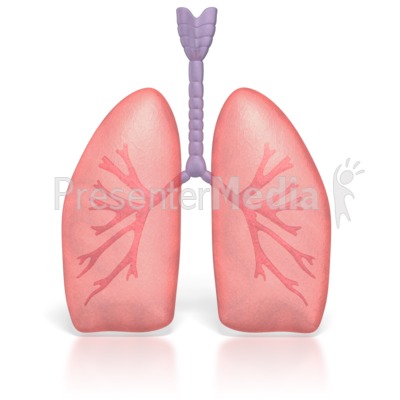 Human Lungs   Medical And Health   Great Clipart For Presentations    