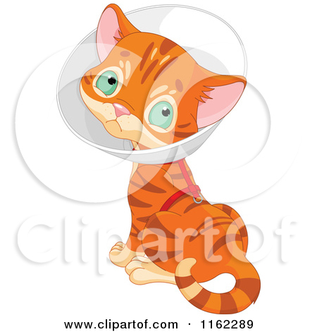 Kitten Wearing A Cone Elizabethan Collar   Royalty Free Vector Clipart