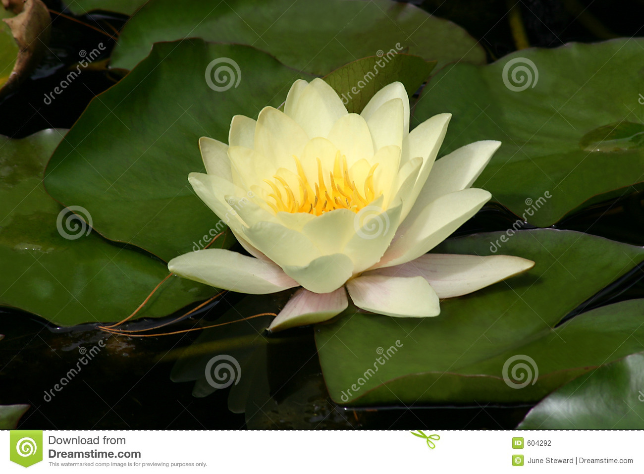Lilyflowerpadspondwatergenuswhitepuritygoldbuds