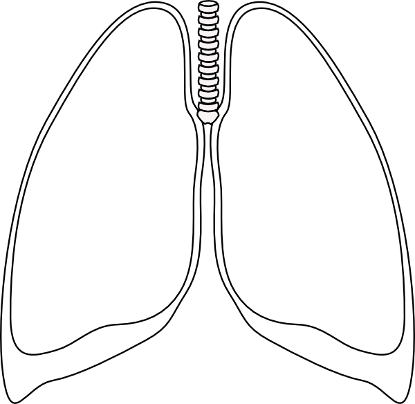 Lung Clear Lung Clip Art At Clker Com   Vector Clip Art Online    