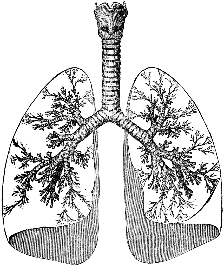 Lungs And Trachea   Clipart Etc