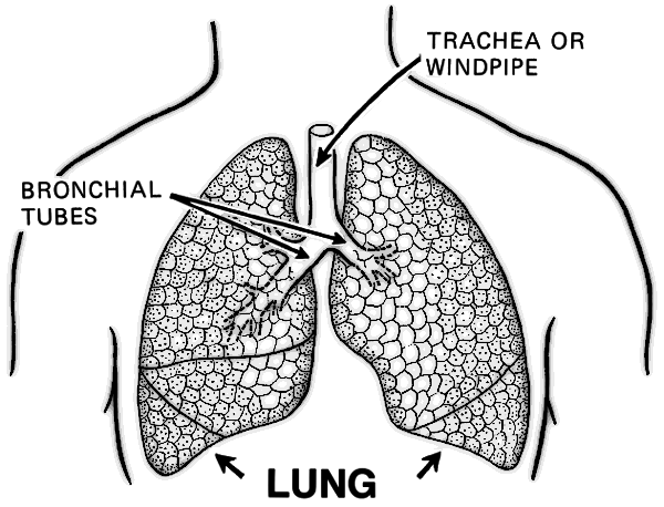 Lungs Clip Art Download