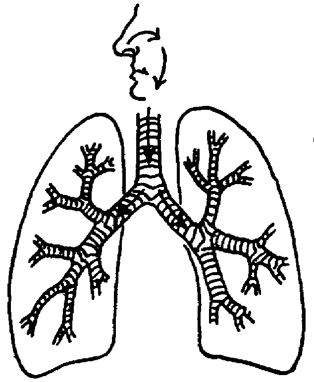 Lungs Clipart Arthur S Medical Clipart 4
