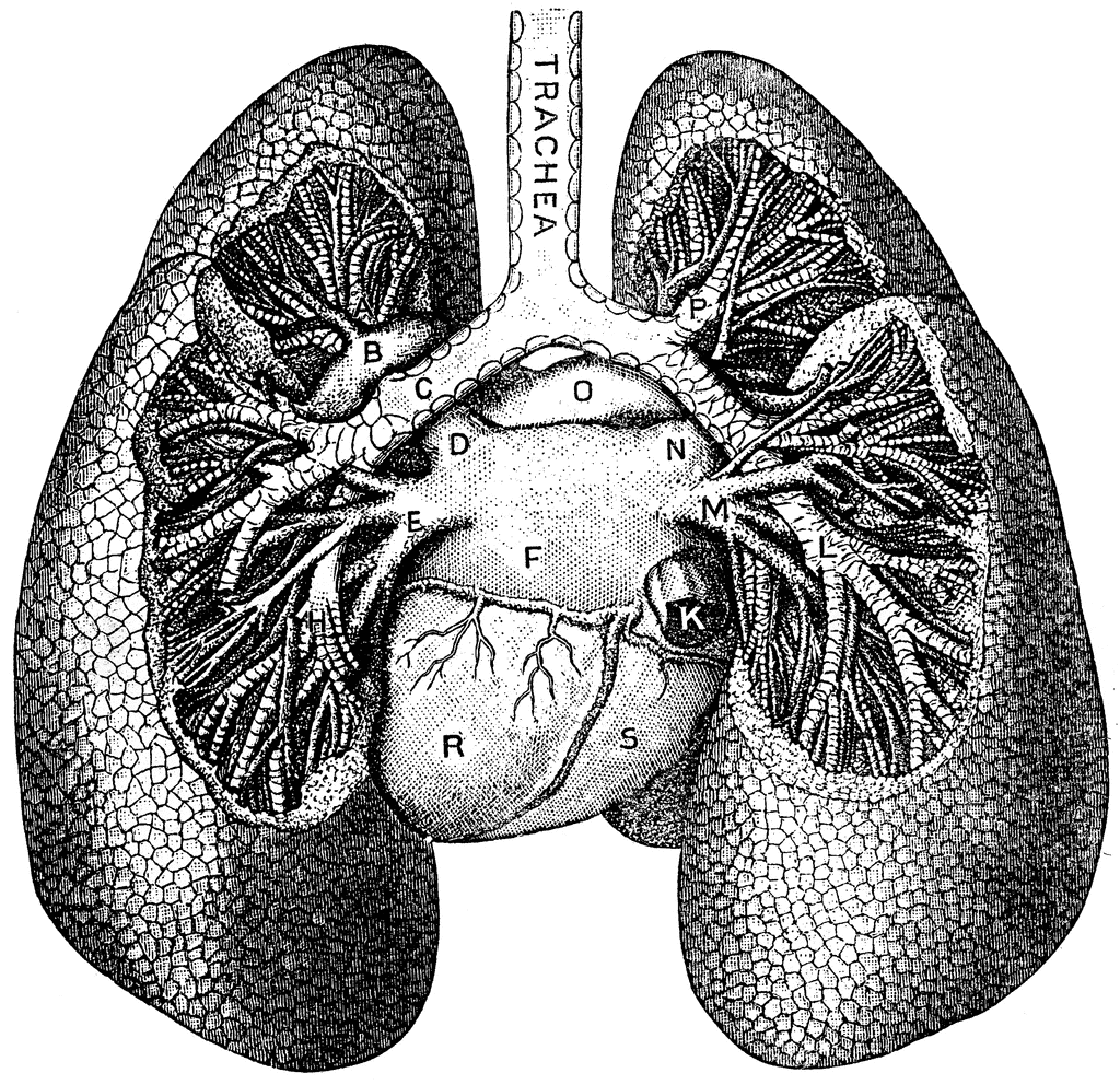 Lungs   Clipart Etc