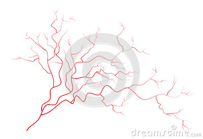 Stock Vector  Eye Veins Human Red Blood Vessels Blood System  Vector