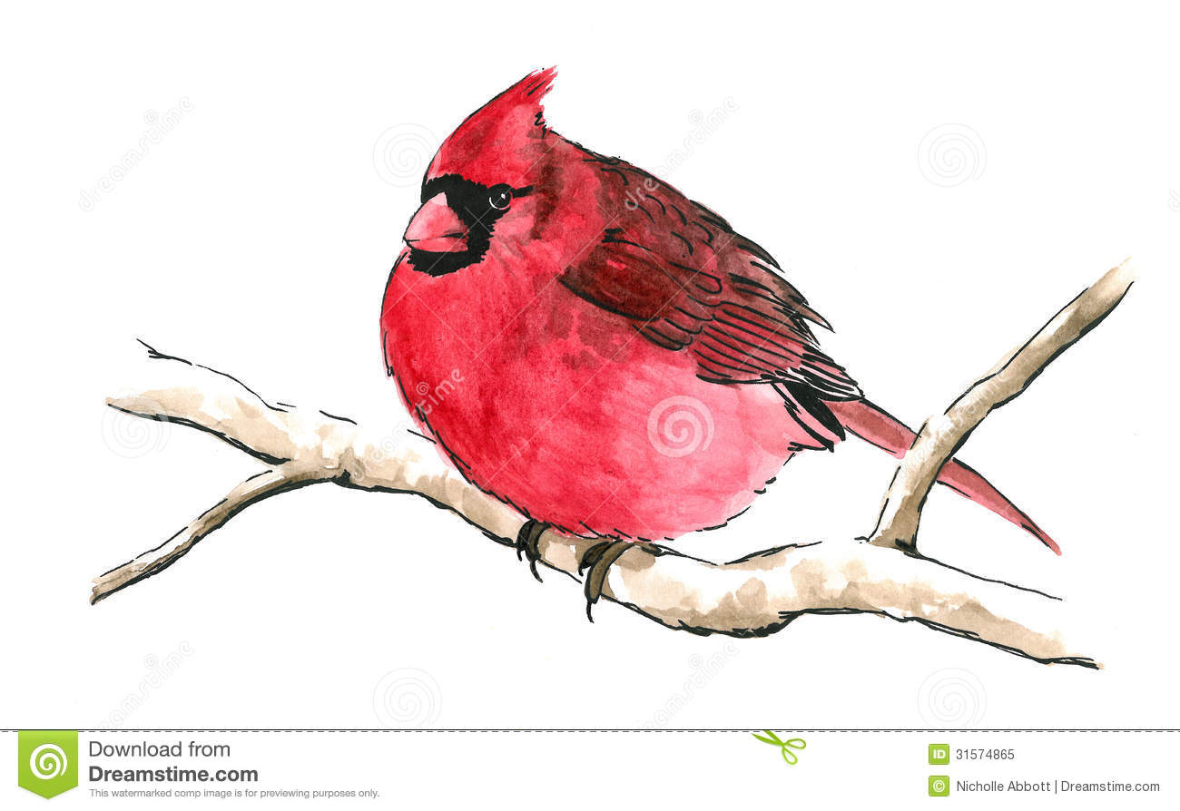 Bright Red Cardinal Bird Perched On Branch Isolated White Background