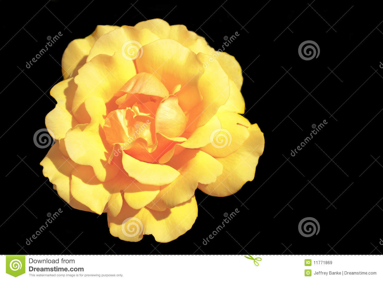 Yellow Rose Of The Grandiflora Variety On A Black Background