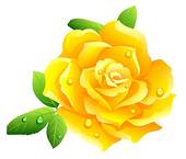 Yellow Rose   Stock Illustration
