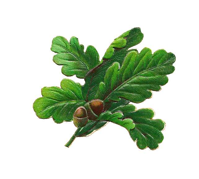 Botanical Clip Art Of A Sprig Of Oak Leaves And Two Little Acorns The