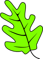 Download Green Oak Leaf Clipart