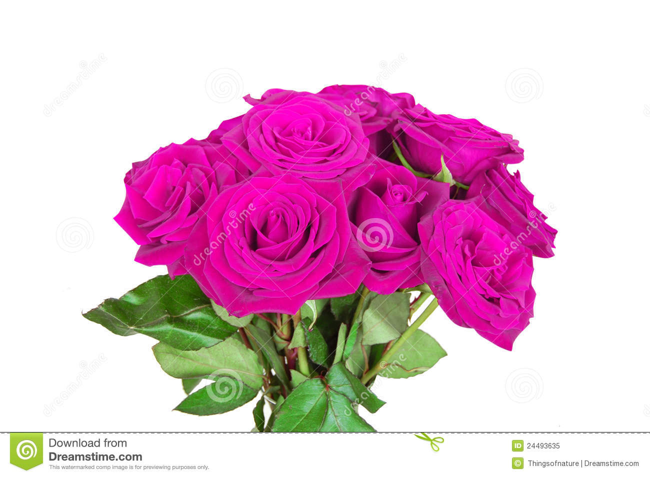 Purple Pink Roses Royalty Free Stock Photo   Image  24493635
