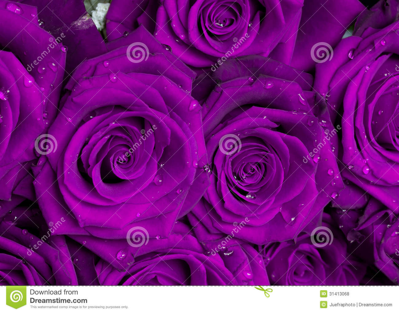 Purple Rose Bouquet Royalty Free Stock Photos   Image  31413068